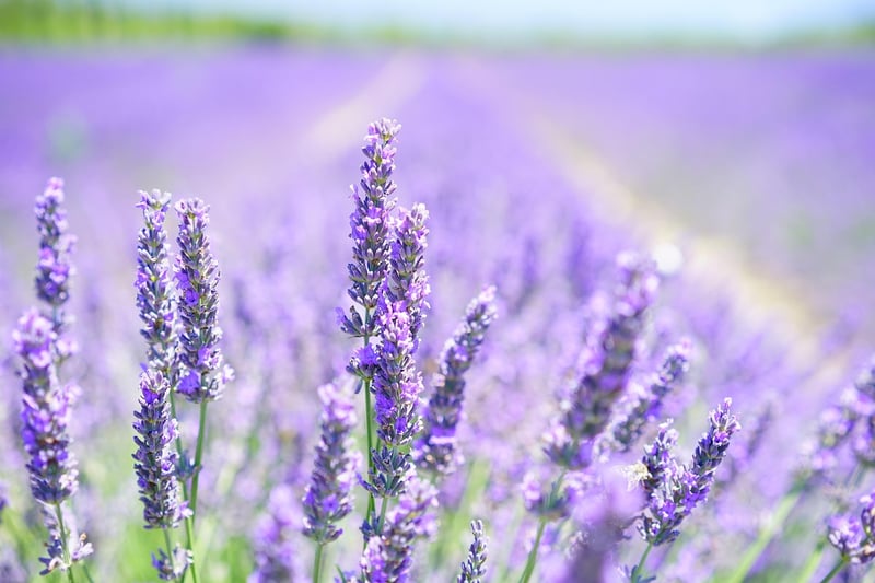 Lavender Honey Cheesecake